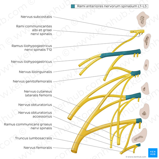 Lumbar plexus (Latin)