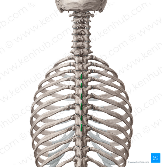 Spinous processes of vertebrae T3-T8 (#8278)