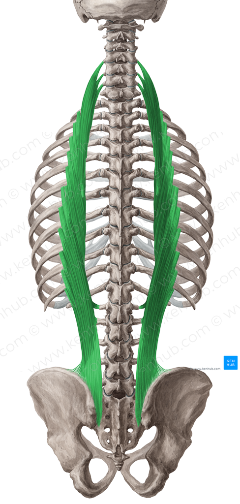 Iliocostalis muscle (#5457)