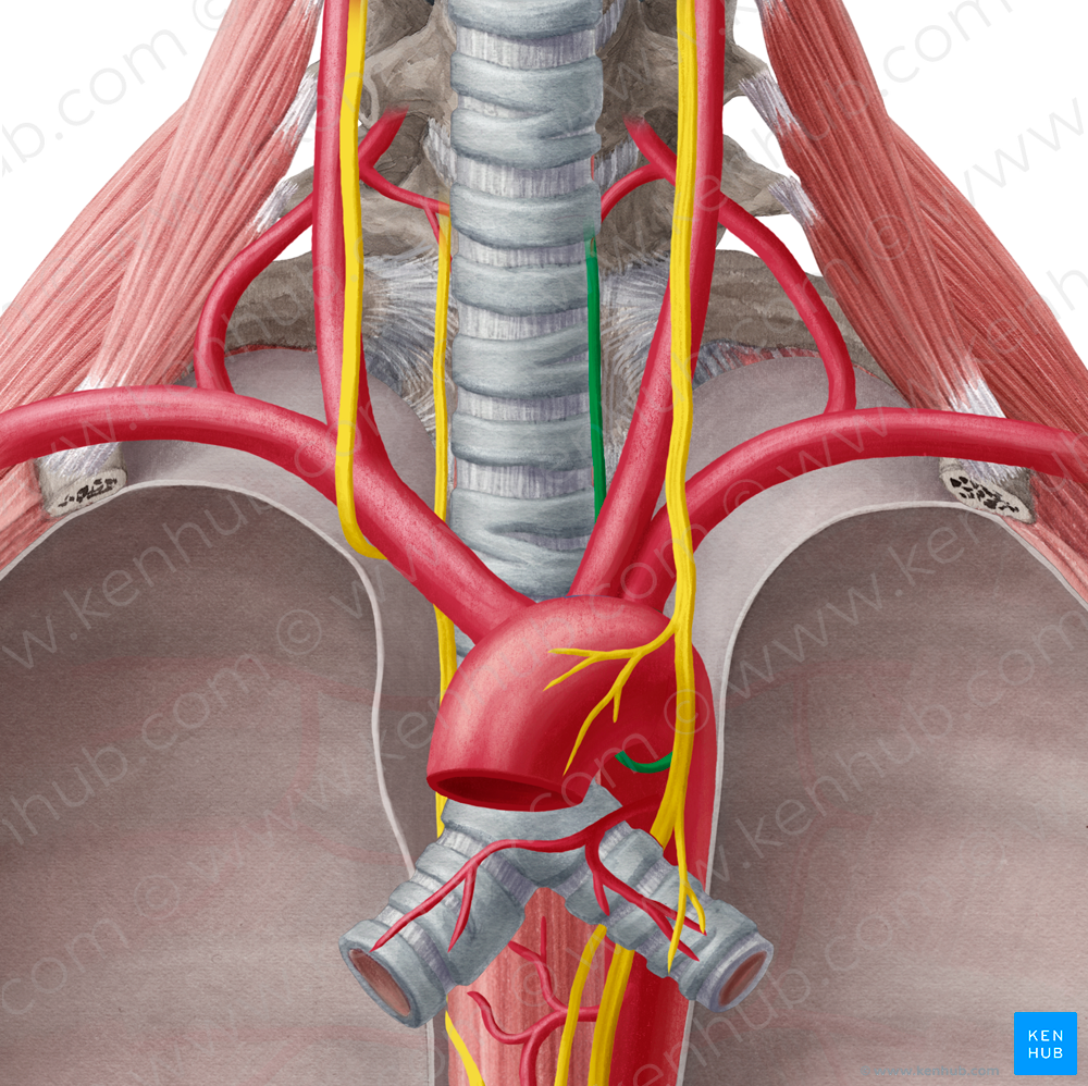 Left recurrent laryngeal nerve (#6523)