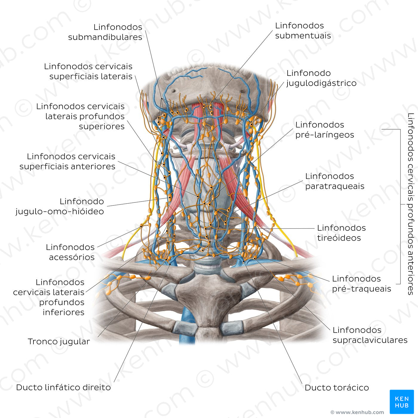 Lymphatics of the head and neck (Anterior) (Portuguese)