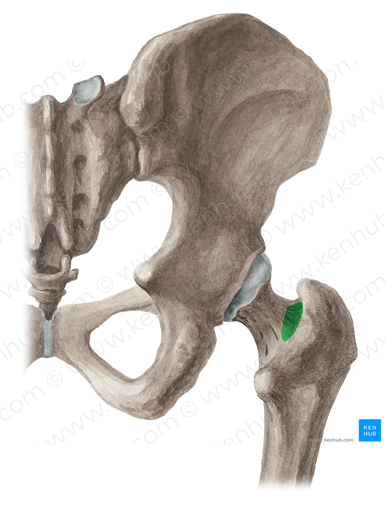 Trochanteric fossa of femur (#3898)