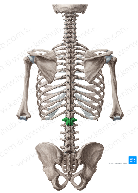 Vertebra L1 (#10753)