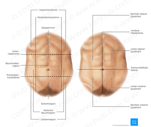 Regions of the abdomen (German)