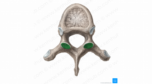 Superior articular facet of vertebra (#11387)