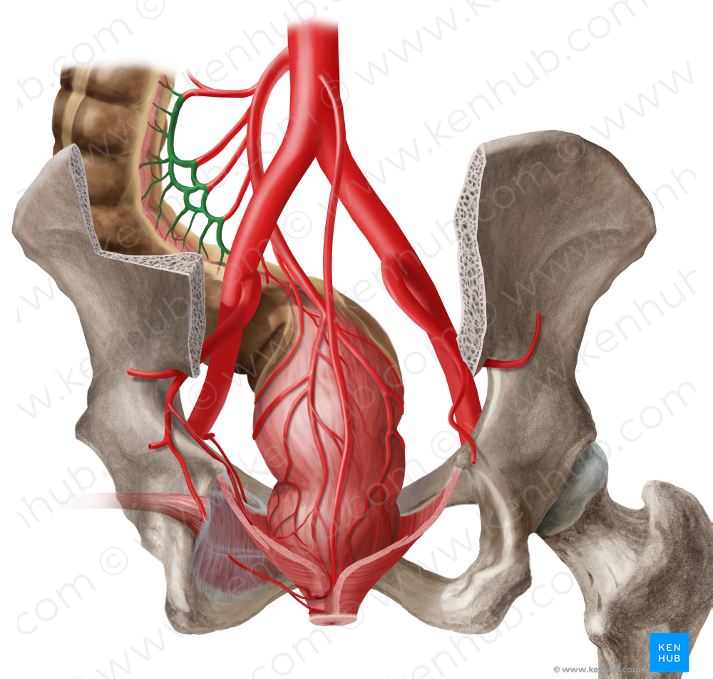 Marginal artery of colon (#1487)