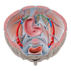 Linea terminalis of pelvis (#4730)