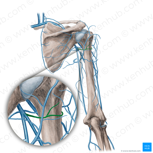 Posterior circumflex humeral vein (#21749)