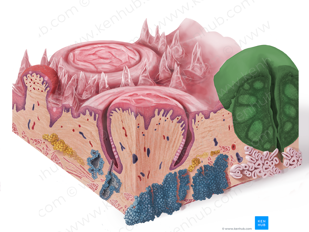 Lingual tonsil (#9467)