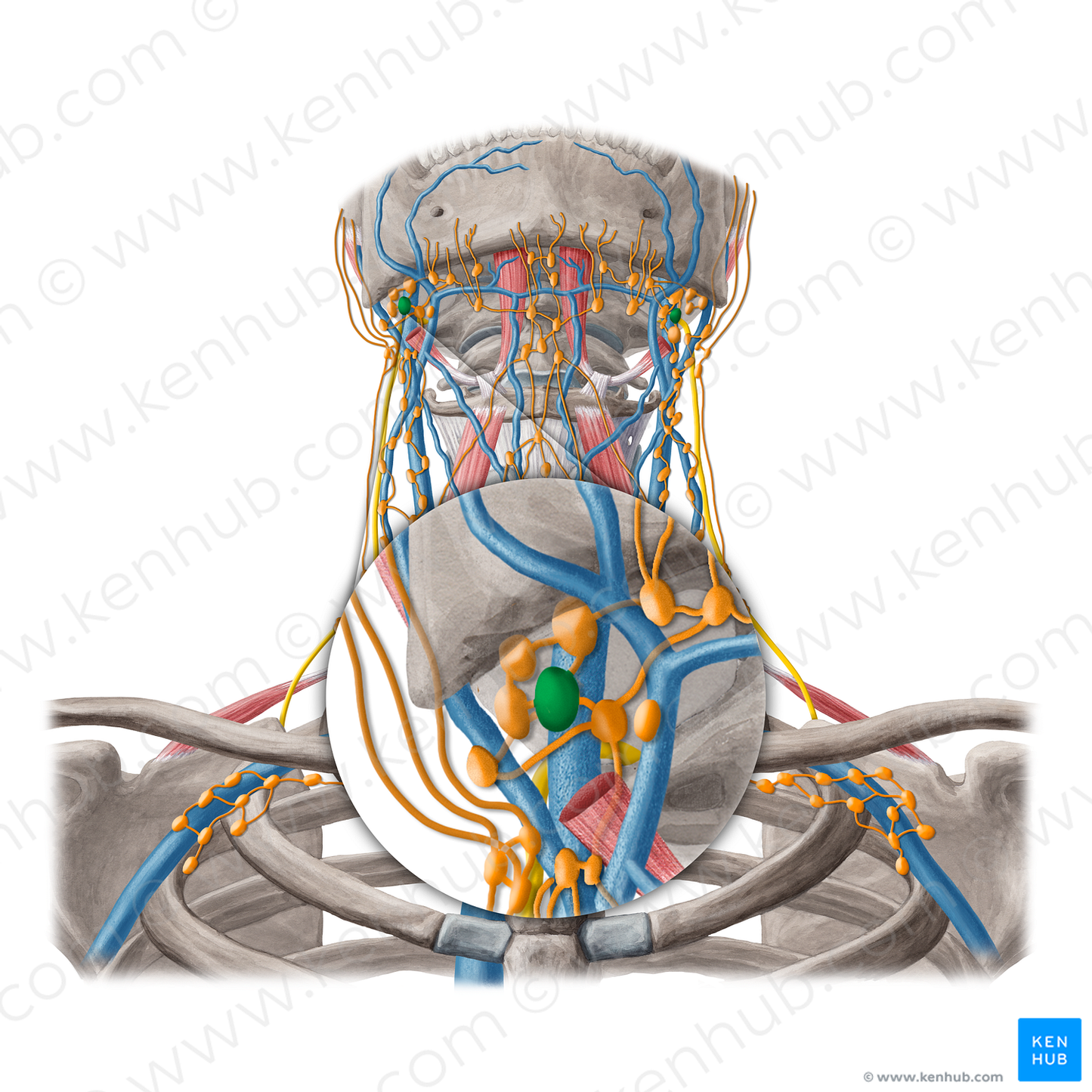 Jugulodigastric lymph node (#20246)