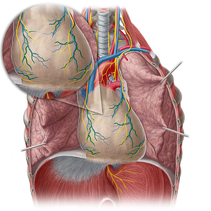 Pericardiacophrenic artery (#1616)