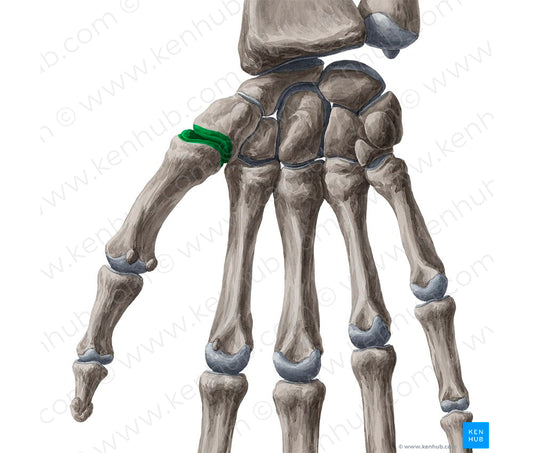 Saddle joint (#13022)