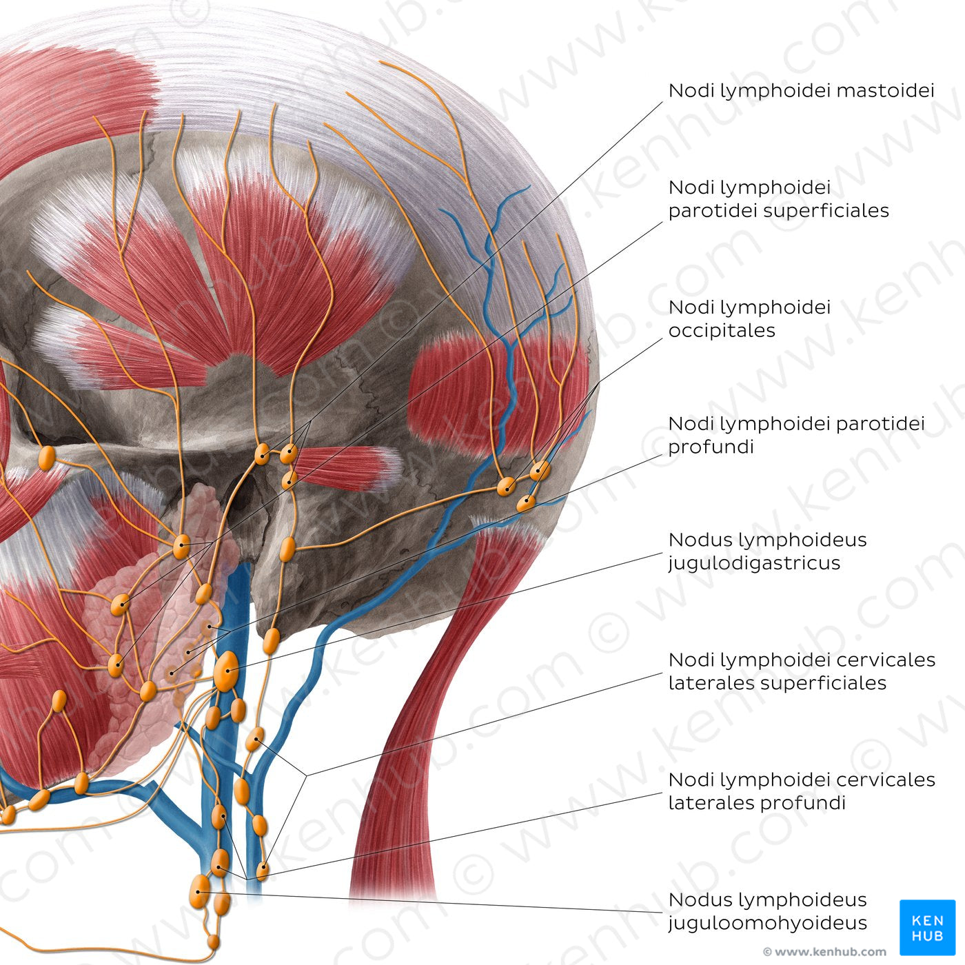 Lymphatics of the neck (Lateral) (Latin)