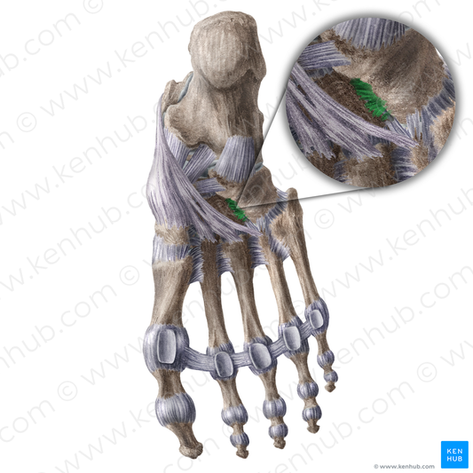 Plantar cuneocuboid ligament (#18607)