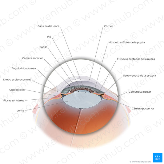 Anterior eyeball (Spanish)