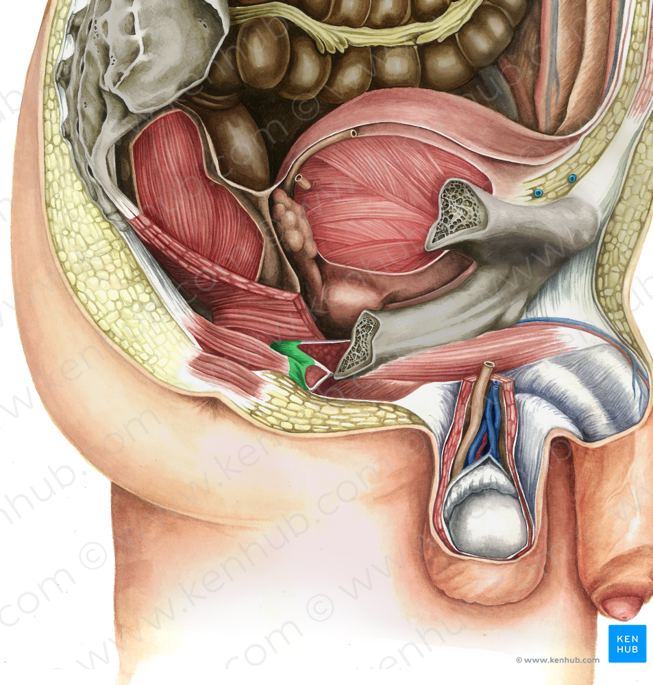 Perineal body (#2561)