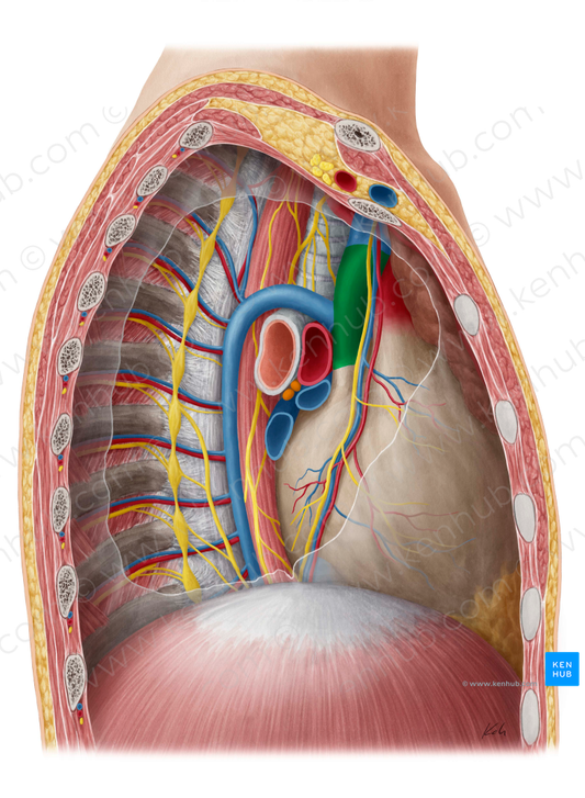 Superior vena cava (#10089)