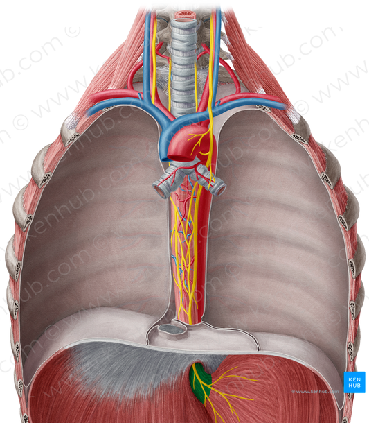 Abdominal part of esophagus (#7654)