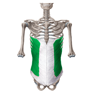 External abdominal oblique muscle (#5645)