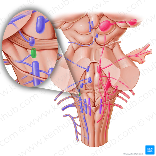 Inferior salivatory nucleus (#7253)