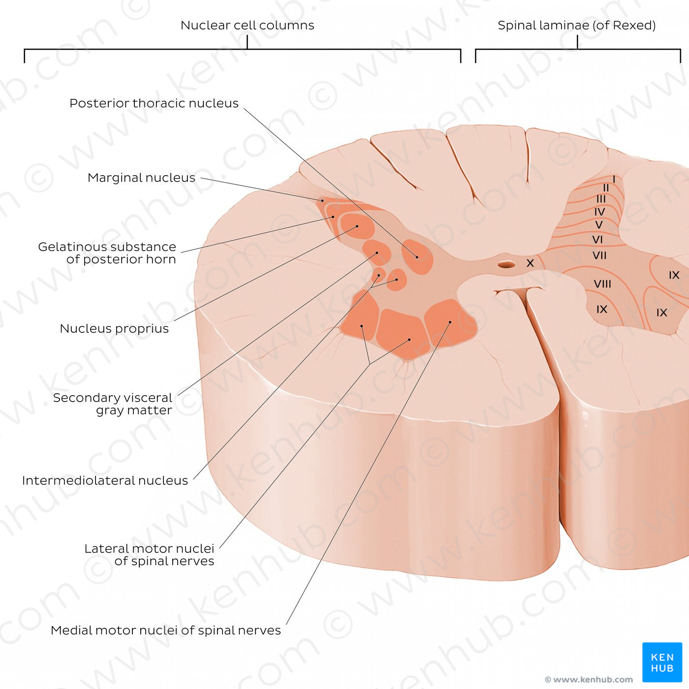 Spinal cord: Cross section (Gray matter) (English)