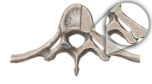 Costovertebral joints (#19156)