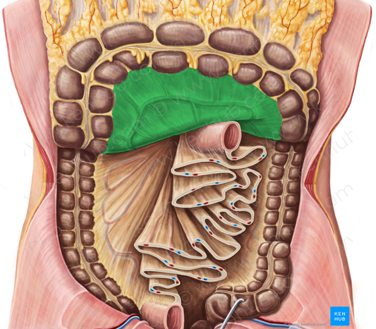 Transverse mesocolon (#5097)