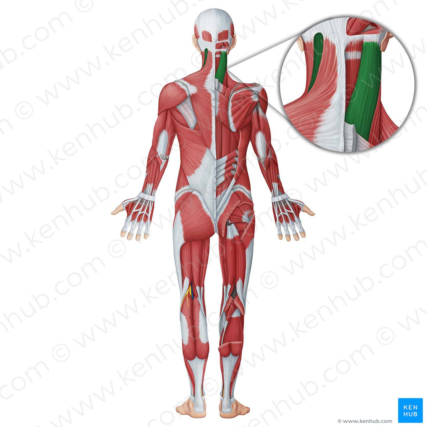 Splenius capitis muscle (#18749)