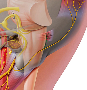 Auricular branch of posterior auricular nerve (#8605)