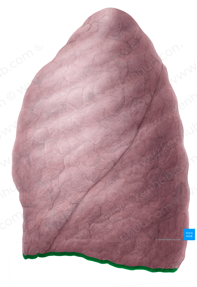 Inferior border of left lung (#4928)