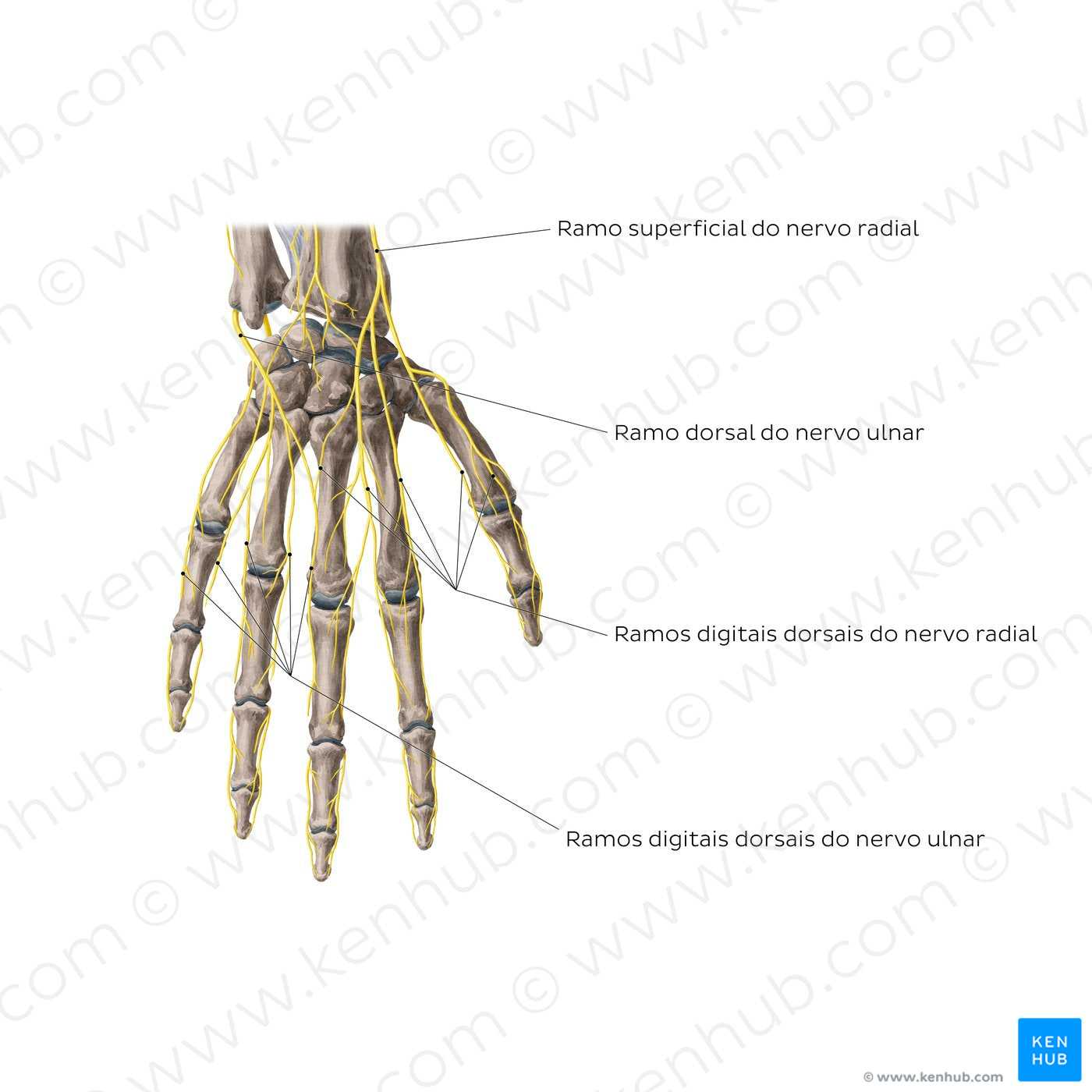 Nerves of the hand: Dorsal view (Portuguese)