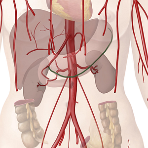 Gastroomental arteries (#1301)