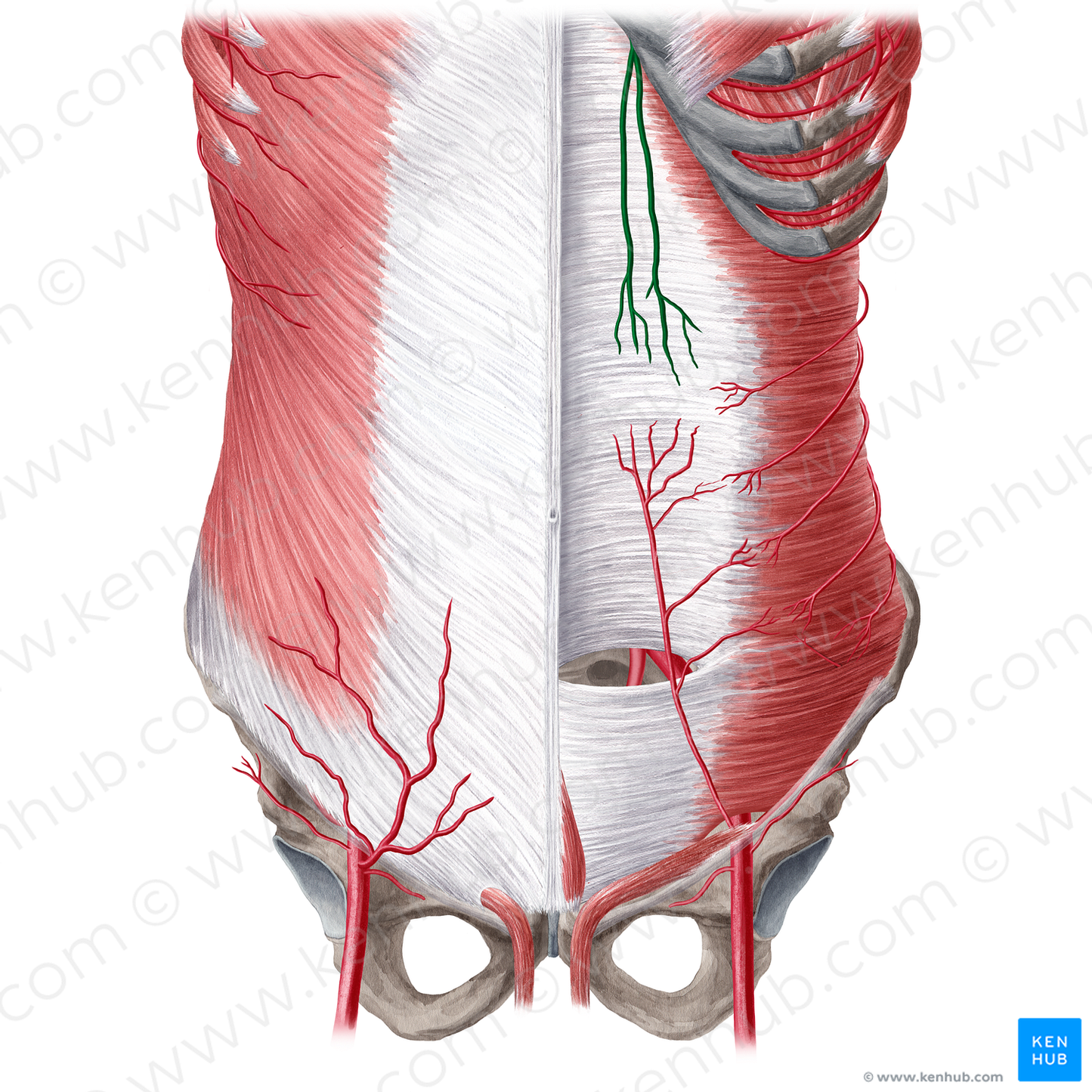 Superior epigastric artery (#1198)