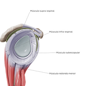 Rotator cuff - sagittal view (Portuguese)