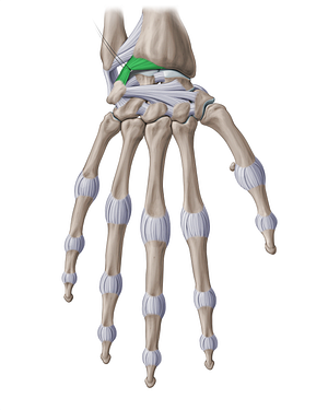 Dorsal radiocarpal ligament (#18783)