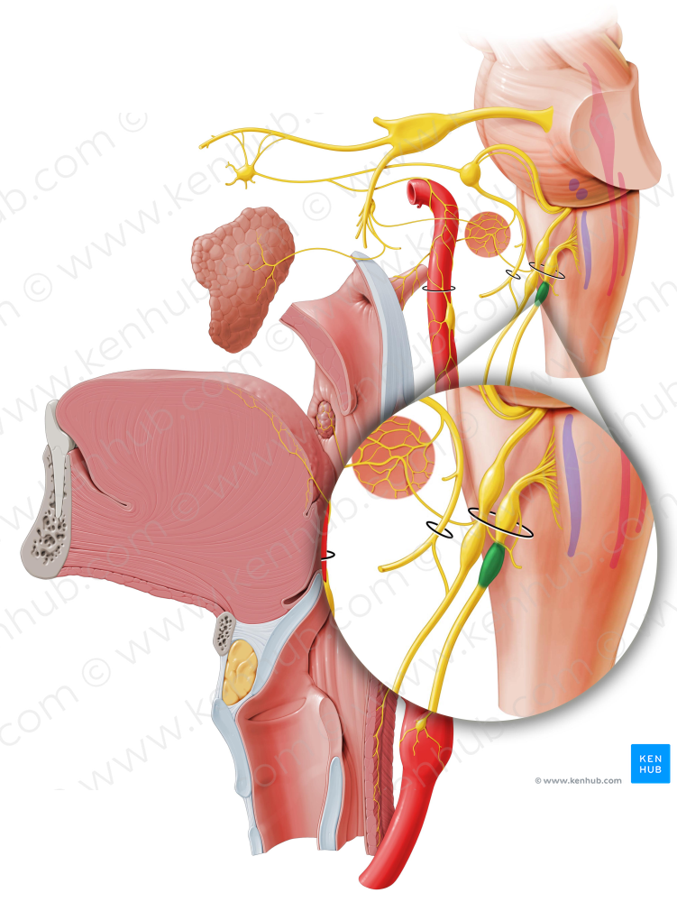 Inferior ganglion of vagus nerve (#3978)