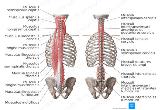 Deep muscles of the back (Latin)