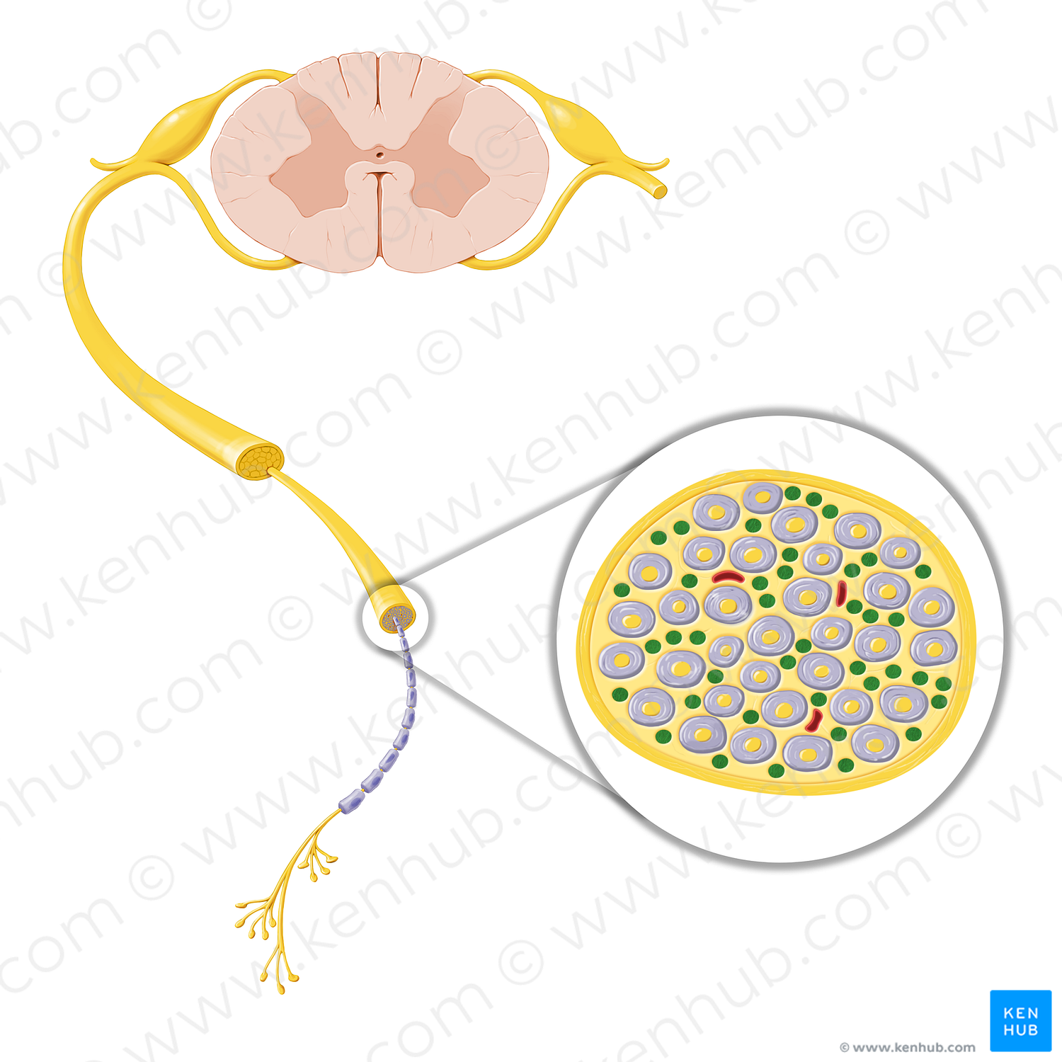 Peripheral nonmyelinated axon (#20768)