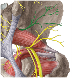 Superior gluteal nerve (#6448)