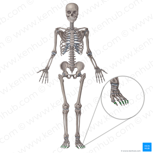 Interphalangeal joints of foot (#2037)