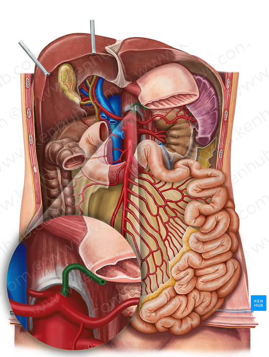 Left gastric artery (#1282)