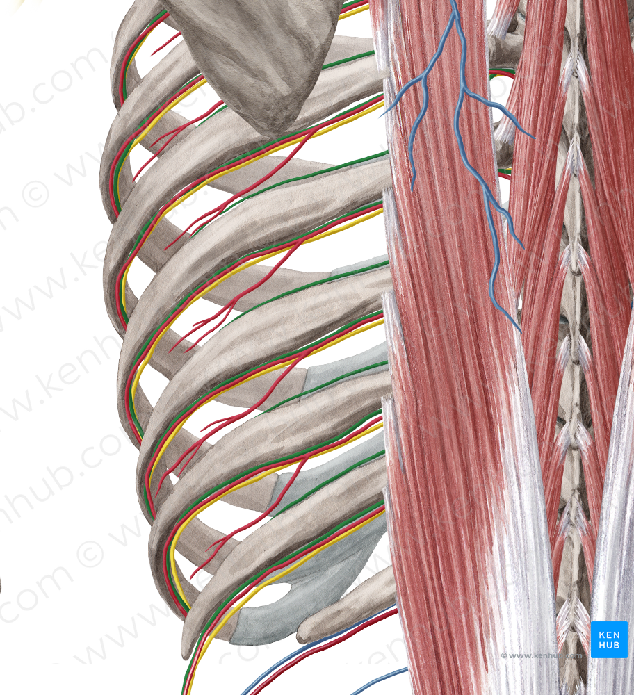 Posterior intercostal vein (#10159)