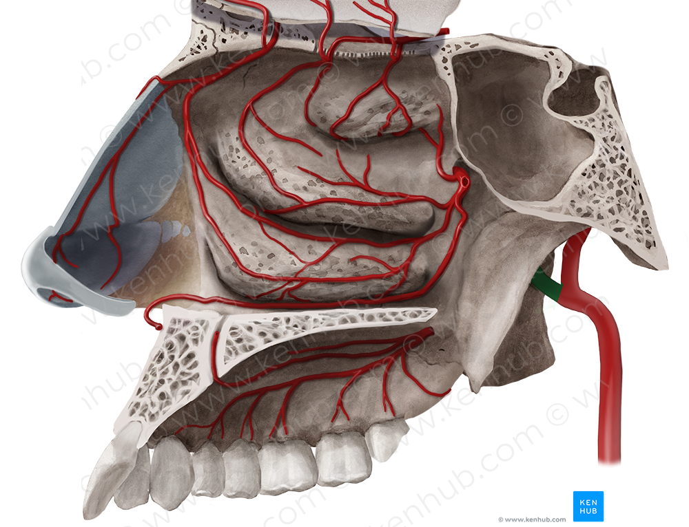 Maxillary artery (#1498)