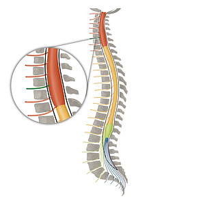 Spinal nerve C6 (#16096)