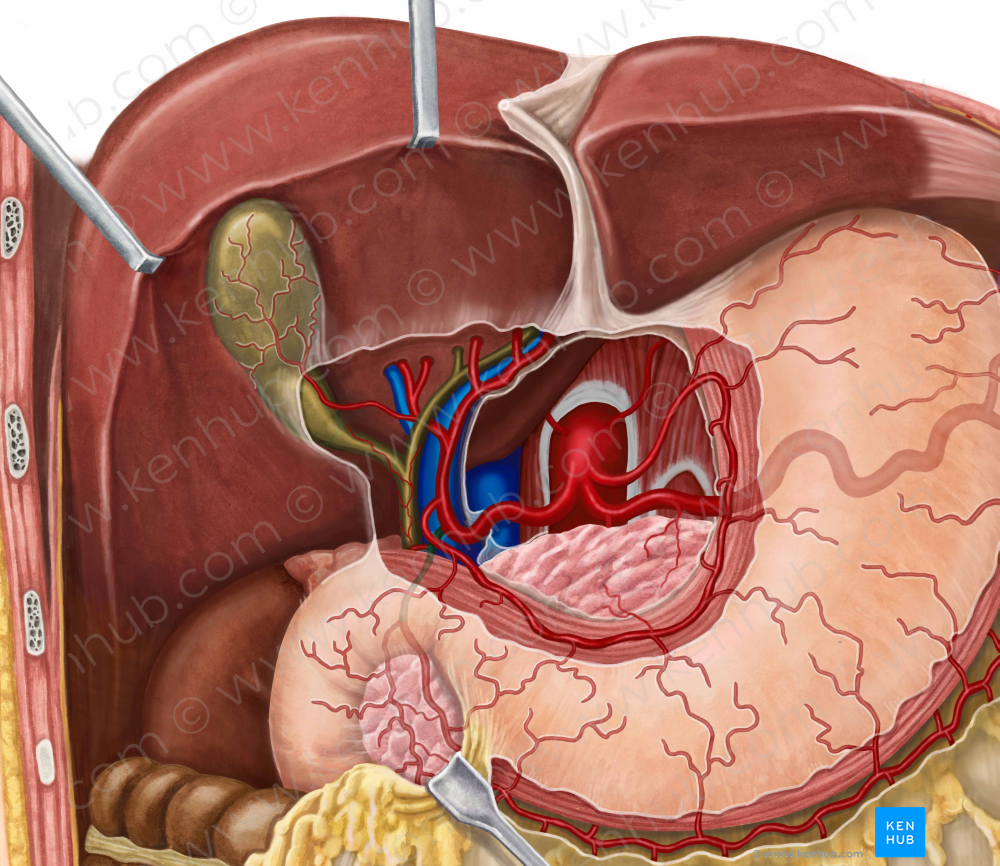 Gastroduodenal artery (#1297)