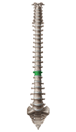 Vertebra T11 (#12596)