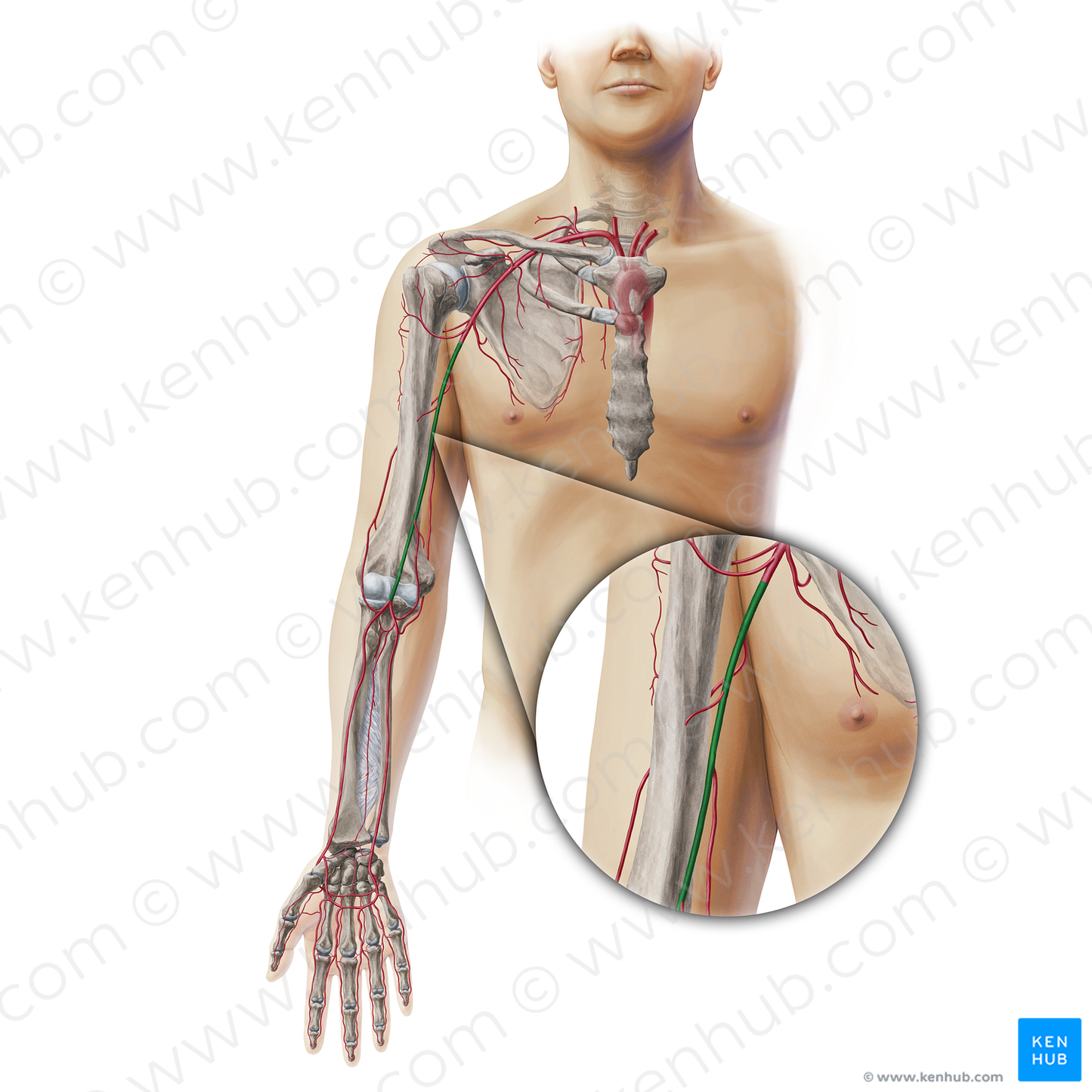 Brachial artery (#19340)