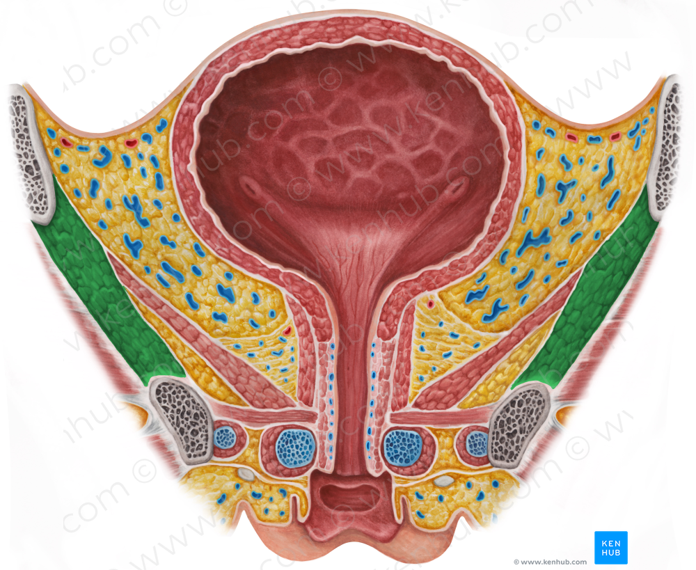 Obturator internus muscle (#5670)