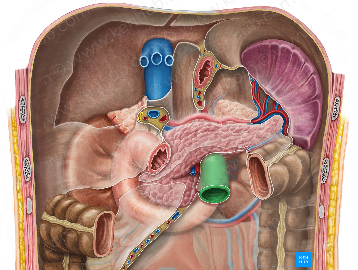 Jejunum (#4341)