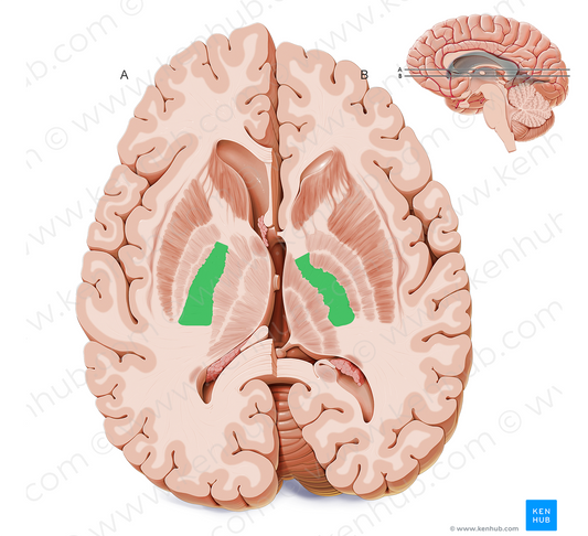 Posterior limb of internal capsule (#20571)